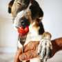 Vegan dog and cat food generally well digested