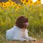 Protecting your pets from heat stress: Expert advice