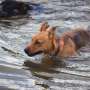 Toxic algae can pose a hidden danger to dogs swimming in freshwater