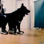 Dogs may use blinking as a subtle social signal