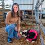 Virus that sickens cows, kills deer still rare in New York state—for now