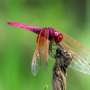 Dragonfly aerial fights follow some simple rules