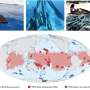 Drifting tuna gear creates risks for wildlife in protected marine areas