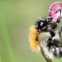 Drought takes a heavy toll on bumblebees