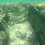 Drowned 5,000-year-old forests reborn as thriving peat reefs and biodiversity hotspots off Mozambique