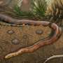 Early snakes explored life underground, on land and at sea