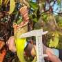 Elastic fantastic: The deadly fluid of pitcher plants