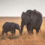 Researchers are ignoring most living things: Analysis finds vertebrates dominate biodiversity research