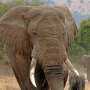 African elephant genomes reveal a past of continental connectivity and a future of increasing isolation