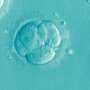 Human embryo base editing can reach all cells but causes unpredictable genetic changes