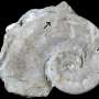 Marine animals first colonized empty seashells about 470 million years ago