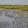 New analysis reveals 'encouraging' global mangrove cover increase despite losses in key regions