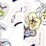Engineered enzymes forge carbon-carbon and carbon-nitrogen bonds with high selectivity