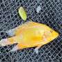 Escaped flowerhorn fish threaten biodiversity, pose potential public health risks in Laguna, Philippines