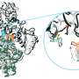 Experimental drug turns cancer's favorite fuel against it