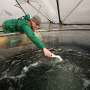 Ocean antacid trials test plankton response in 8,000-liter seawater enclosures