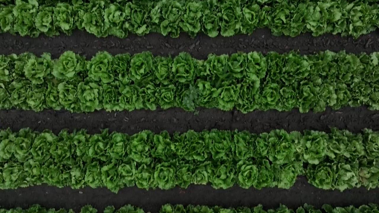 Food safety concerns grow amid wave of recalls, illnesses