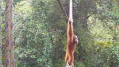 Watch: How one orangutan braved new bridge to unite his split community
