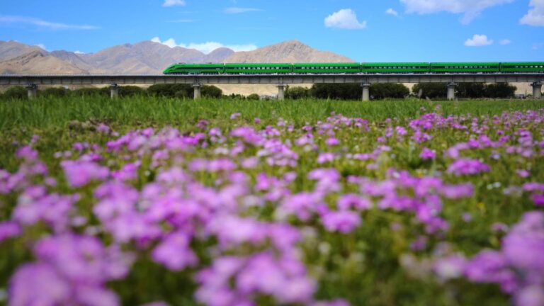 Lhasa-Xigaze bullet train ride passes fields of flowers and barley