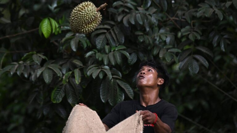 Thailand’s deepening labour shortage roils harvest as unpicked fruits rot
