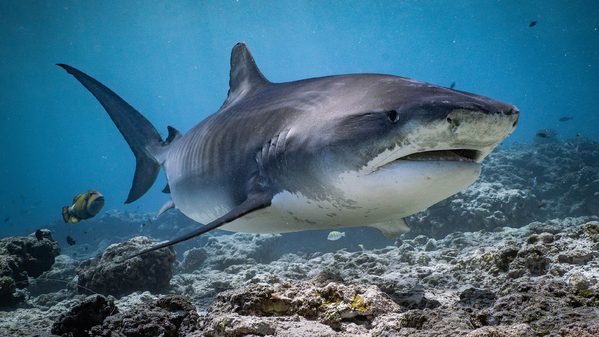 Maldives opens first shark research center