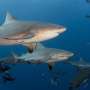 Family ties shape social lives of bull sharks