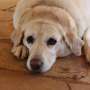 Can extra weight weigh on your dog's brain?