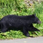 Japanese authorities feel strain of bear-related complaints as fear grips locals