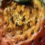 Fighting an emerging threat to strawberry crops
