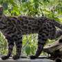 Meet Earth's newest wild cat species, the first named in over a century