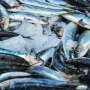 New set of international rules needed to protect health of fishing stocks, study shows