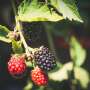 Flies found to be effective pollinators of berry crops