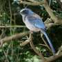 35 years of Florida scrub-jay research reveals benefits of long-term pair bonds
