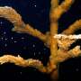 Coral experts unite in historic effort to restore Florida's coral reef