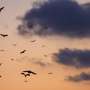 Cutting out the noise: How horseshoe bats adapt their echolocation behavior in colonies