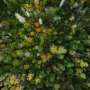 Tree species diversity protects forests from climate extremes, study finds