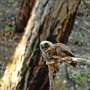 Forest restoration and spotted owl conservation can work together, study finds