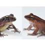 Frog's coat of bacterial armor helps protect it from fungal disease