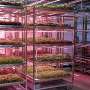 Robots grow and package lettuce year-round in Norway's fully automated farm