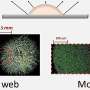 From spider webs to mosaics: How nanosheets of graphene oxide control the patterns left by a drying droplet