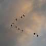 Birds flying in 'V' formation save energy with flatter flaps, new research shows