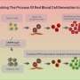 Generating red blood cell-like cells from canine induced pluripotent stem cells