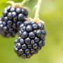 Blackberries reveal single genetic switch for first-year fruiting, speeding new varieties