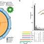 Genome assembly of rice stink bug offers new data-informed tool in fight against costly pest