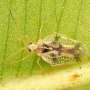 Genomic study uncovers a new lace bug species on Japan's remote Ogasawara Islands