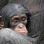 Laughter may date back 15 million years, shared by humans and great apes