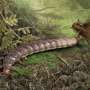 Giant Jurassic fossil sheds light on the evolution of a six-legged predator