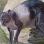 Giant kangaroos survived until 6,500 years ago on the New Guinea coast