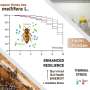 Giving bees a probiotic diet could help protect them from extreme temperatures