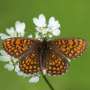 Poor genetic health threatens many species—but it's fixable